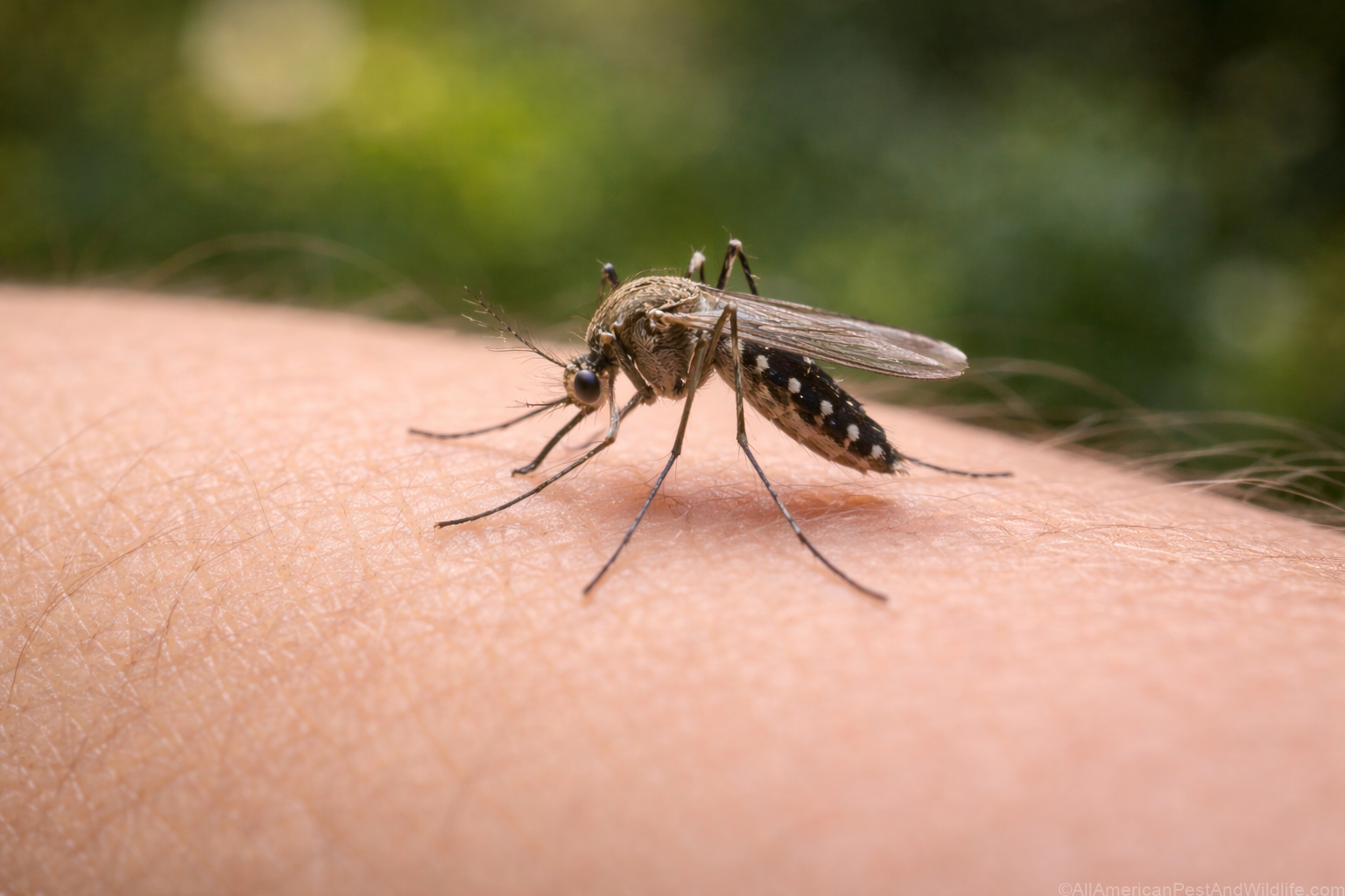 mosquito control Louisiana mosquito on skin