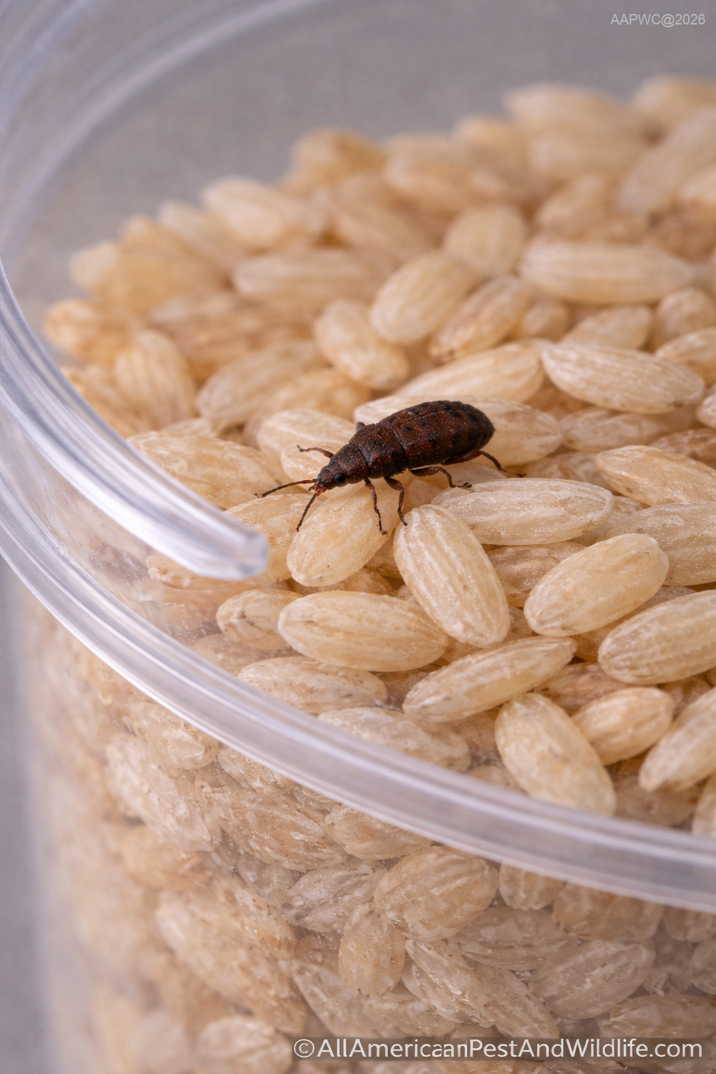 Rice weevils infesting stored grain products for pantry pests in Louisiana © AllAmericanPestAndWildlife.com