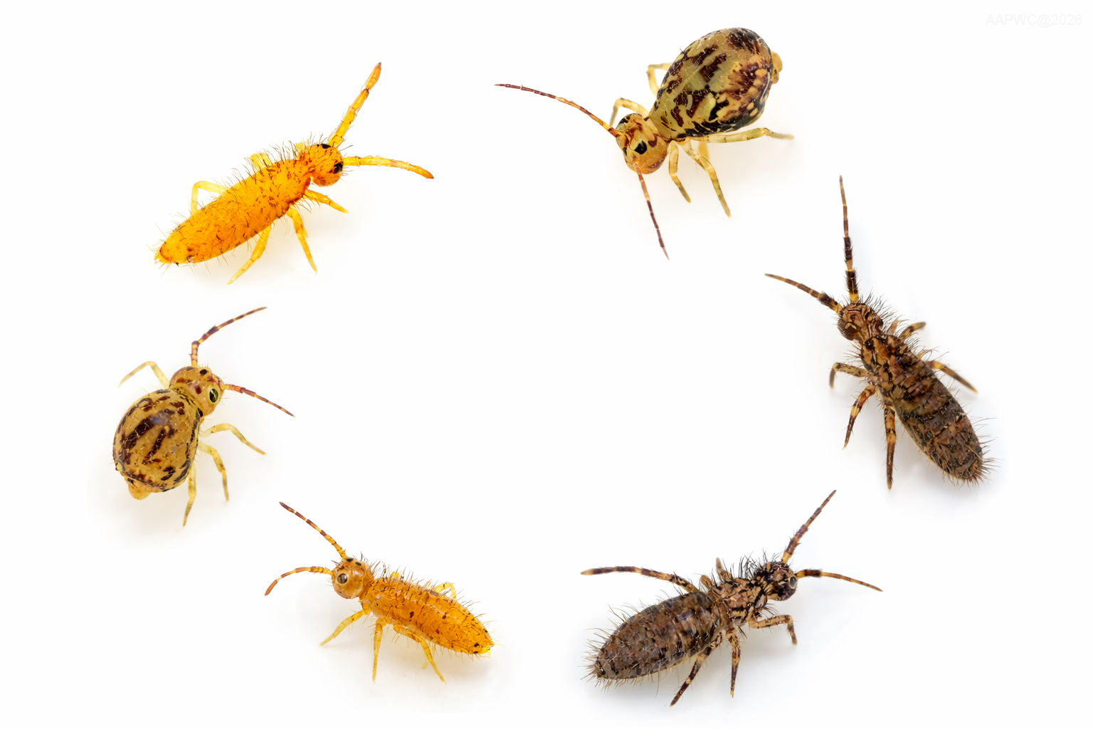 Springtail Control in Louisiana: 7 Expert Secrets for Total Relief ...