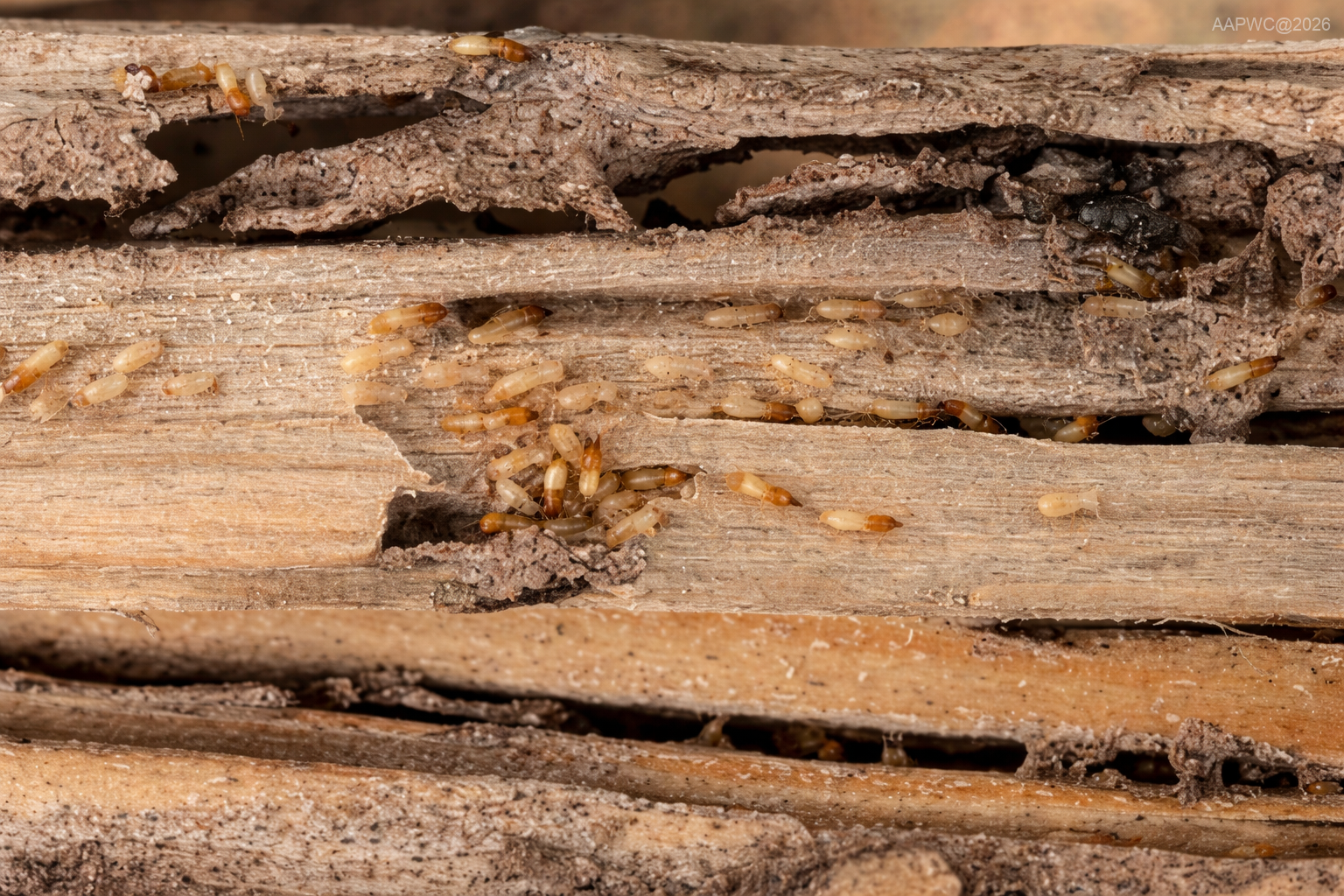 Warped wooden door frame from native subterranean termites requiring Native Subterranean Termite Treatment in Louisiana © AllAmericanPestAndWildlife.com