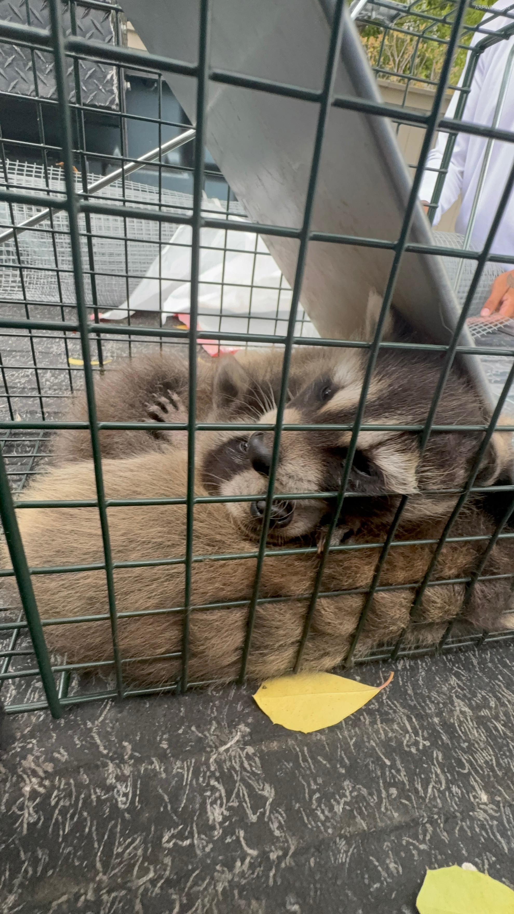 Wildlife Control Service