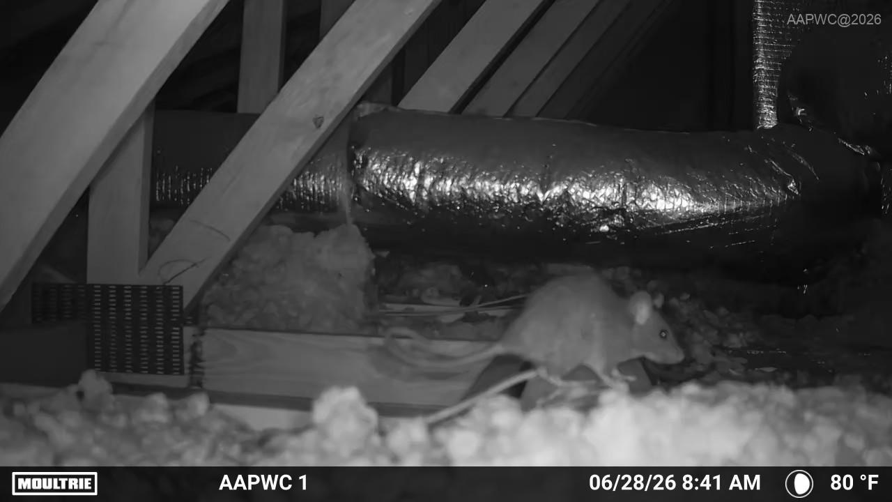 Rodent Contamination in Your Attic: What Homeowners Can’t See